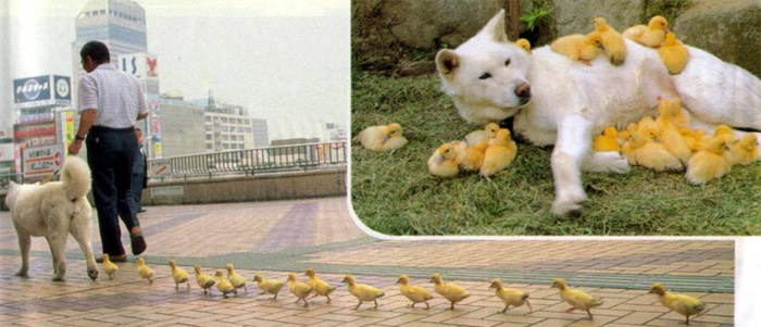 Ducklings, ducks, dog