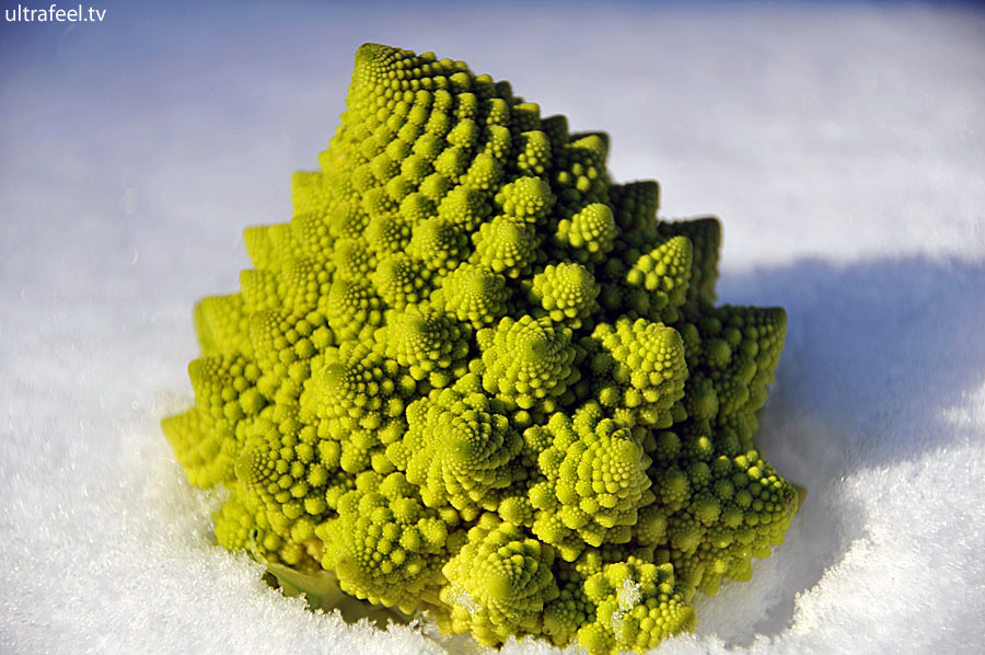 Vegetable in fractal: Romanescu/Cauliflower on snow (c) Ultrafeel