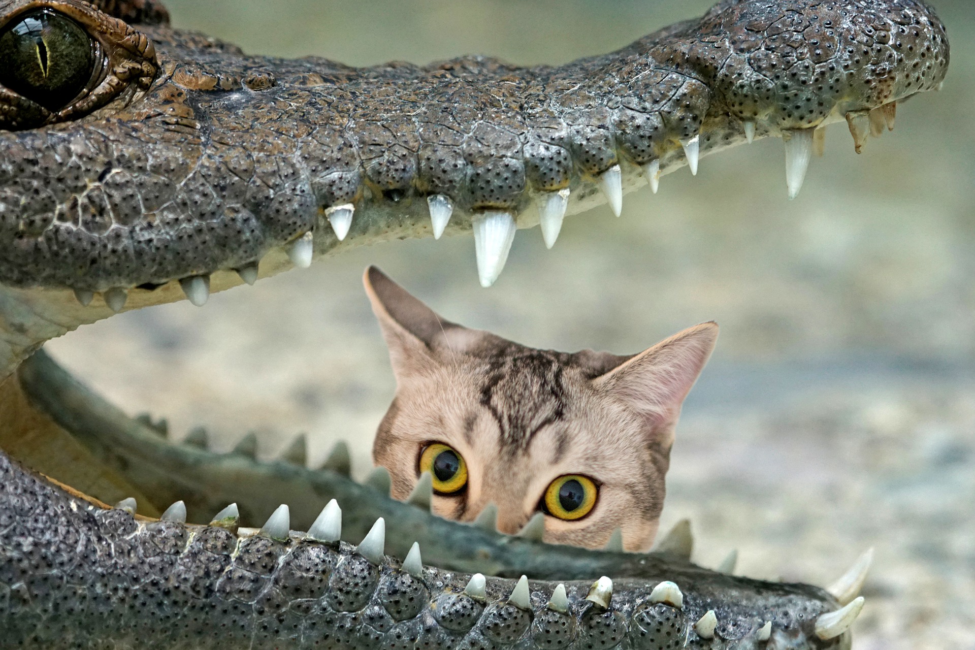Alligator with open mouth and cat