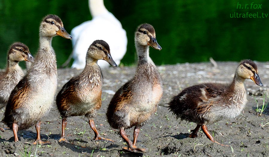 baby-ducks-ultrafeel