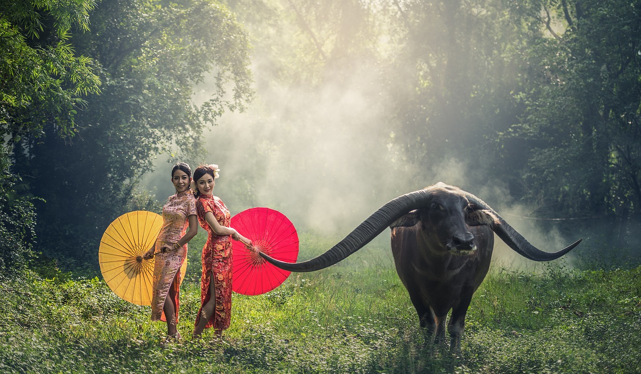 buffalo-cow-ladies-umbrellas-asia Women in Asia with buffalo/cow and umbrellas