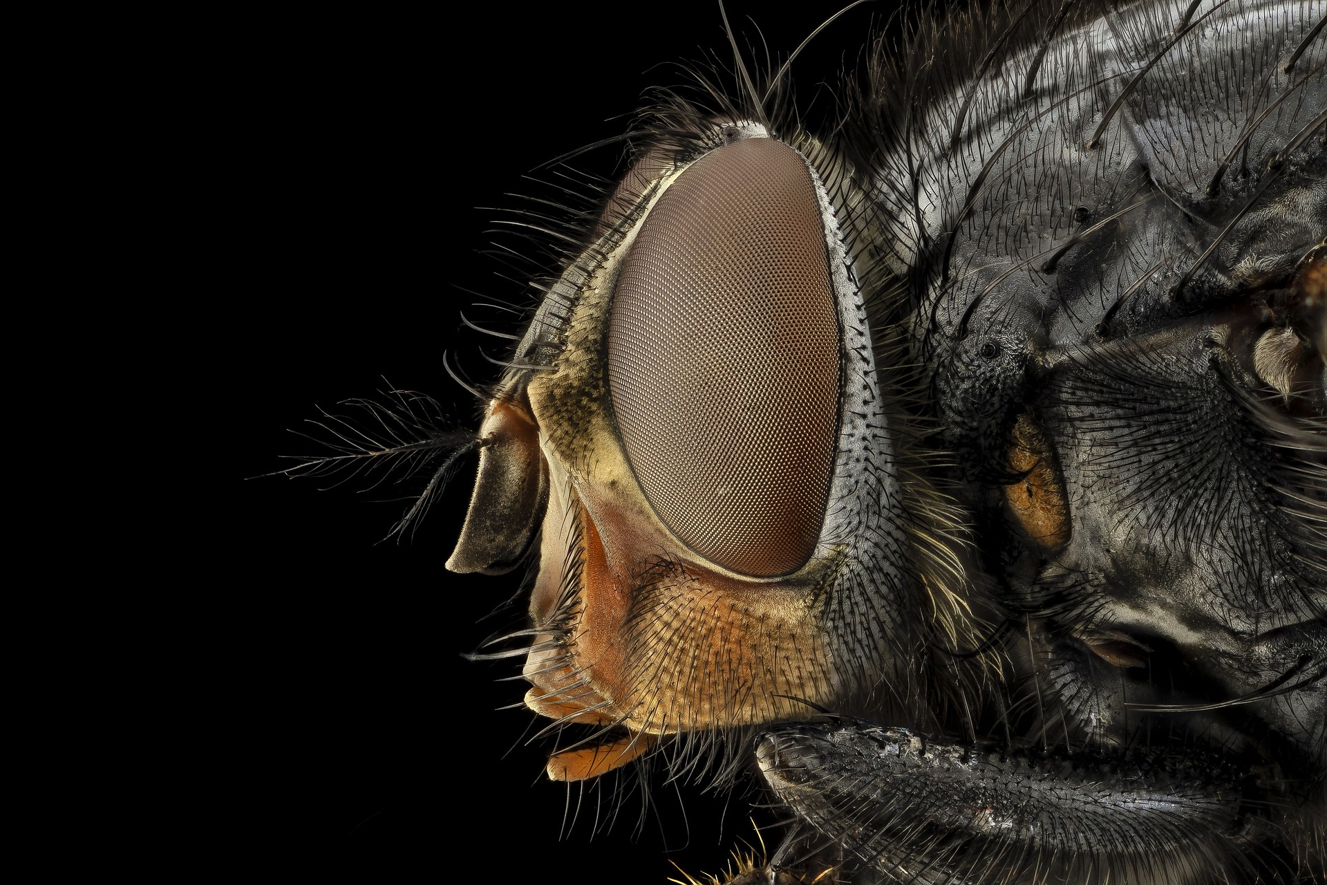 Insect, blue bottle fly, macro, eye