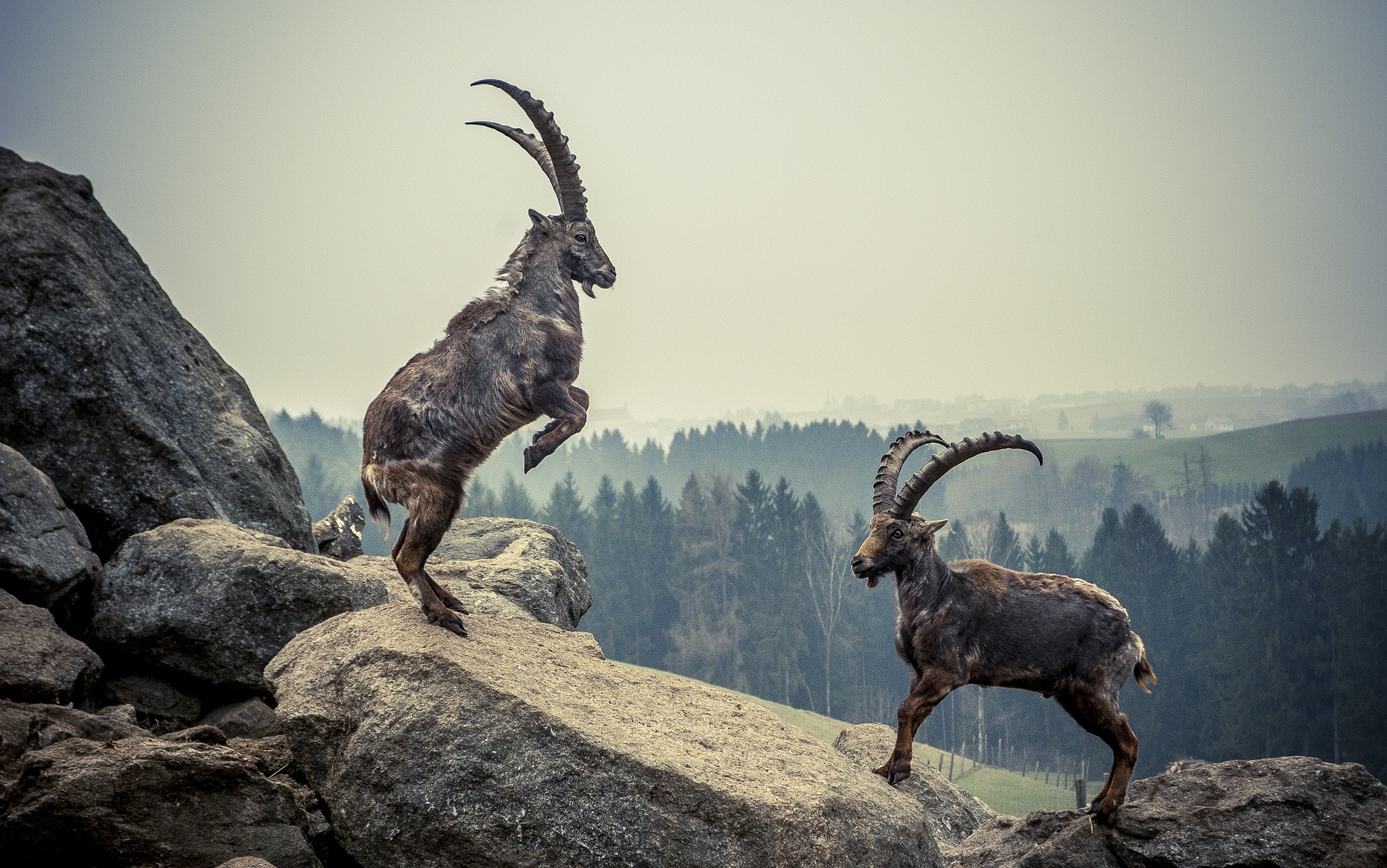 Alpine ibex, capricorns, fighting on rocks, stone, alps
