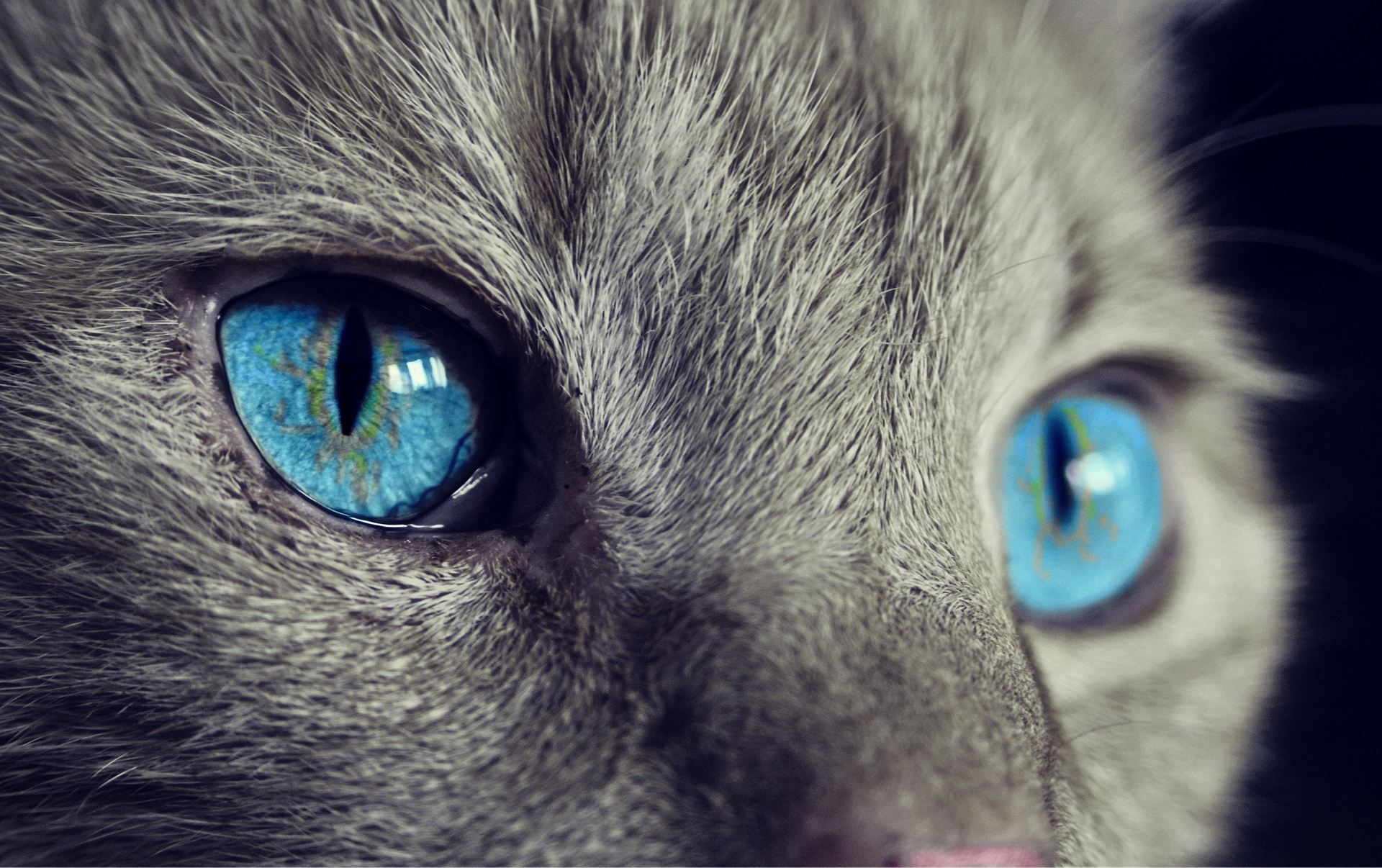 Blue eyes of a cat