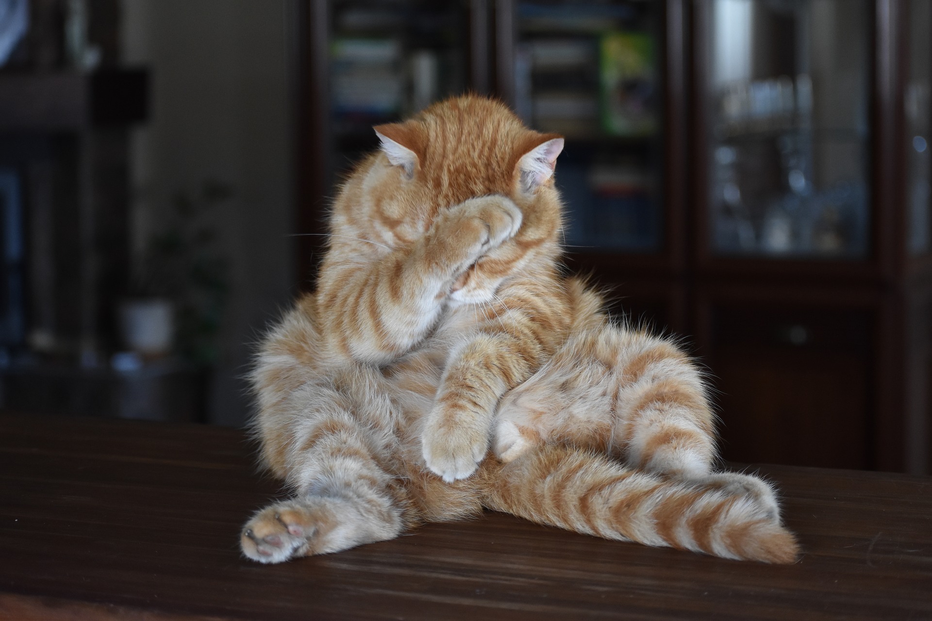 Cat in funny posture, white, orange