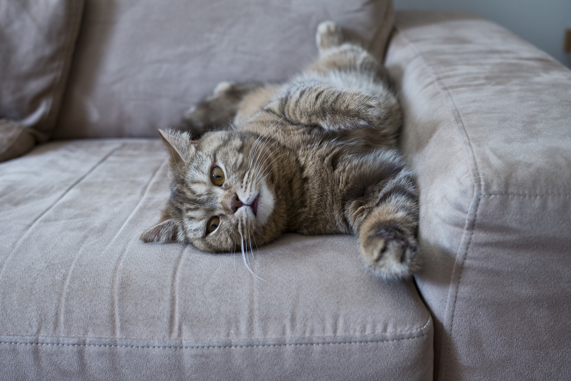 Grey cat stretching on sofa