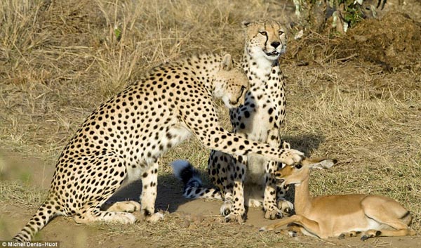 cheetah-antelope-1