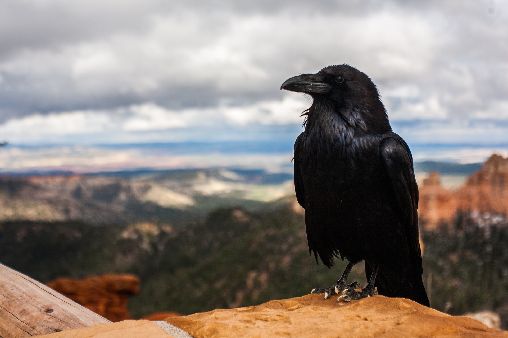 Crow / Raven in front of canyon in nature