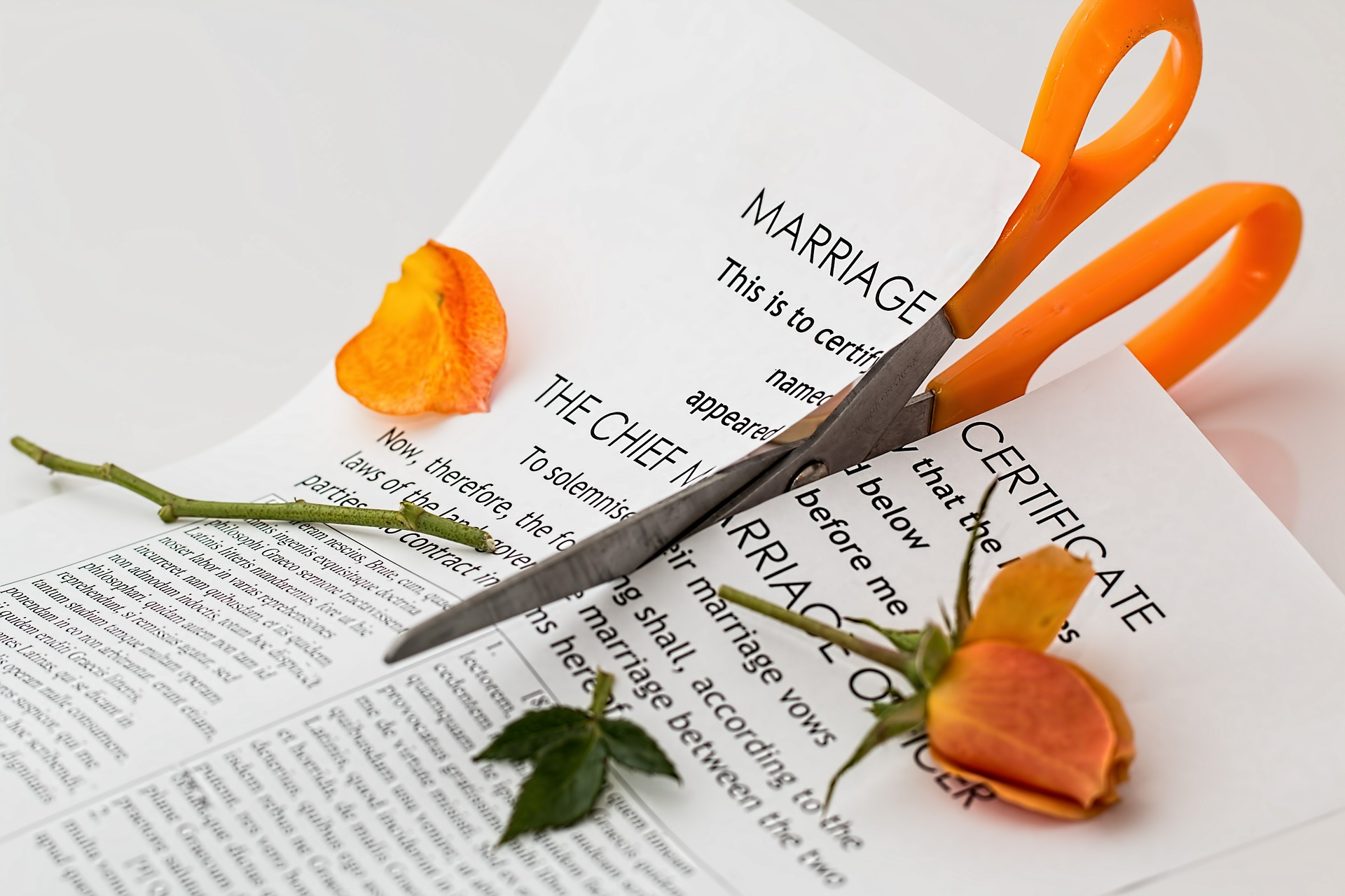 Divorce: Marriage contract cut with orange scissors, rose