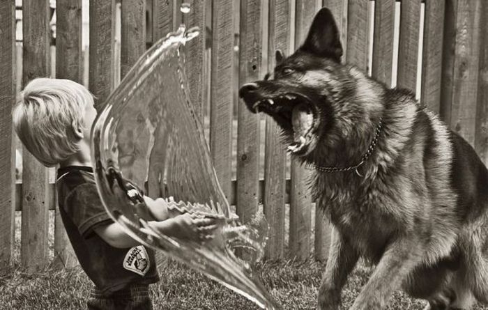 Scary German sheperd dog with child and water