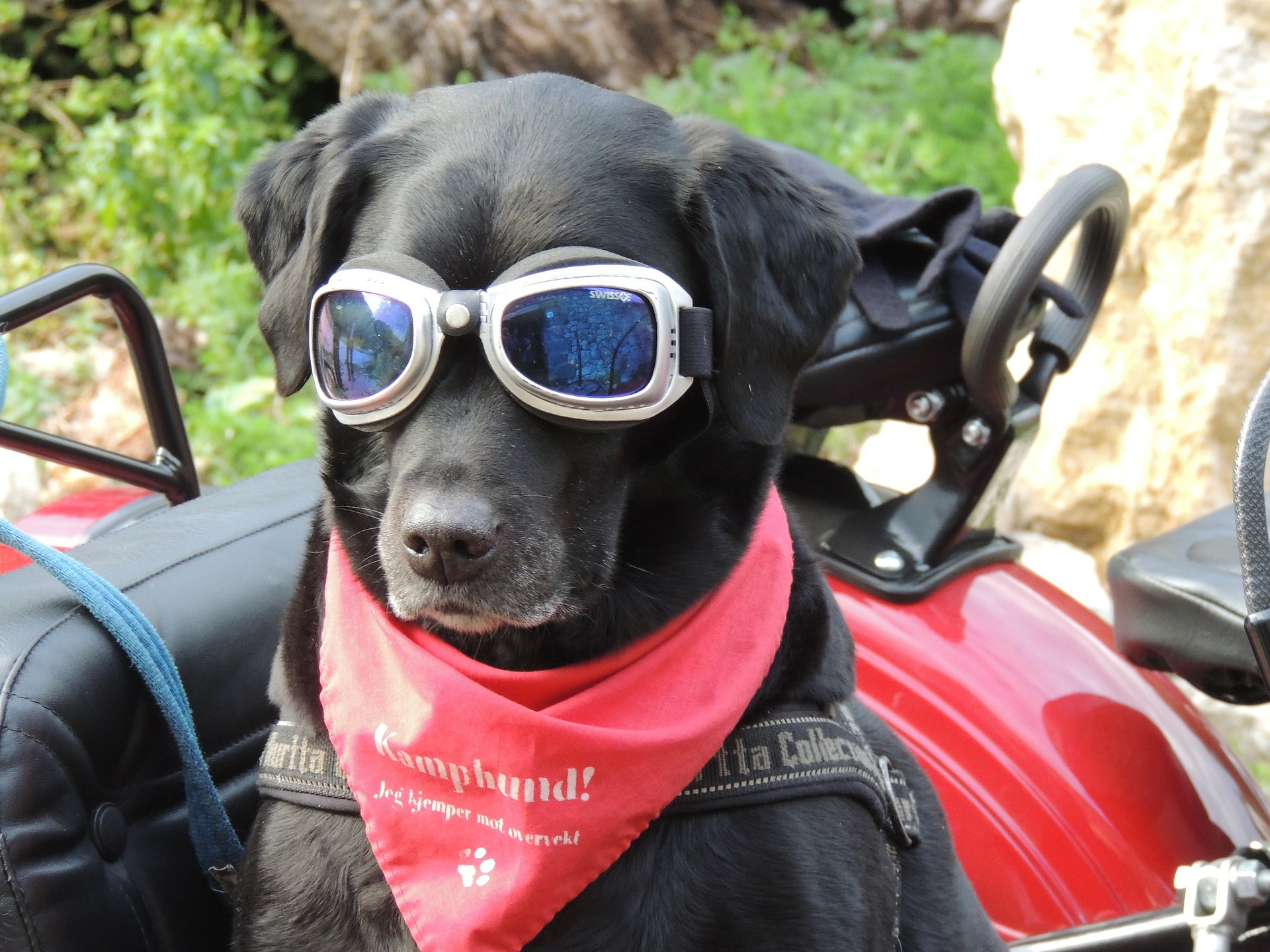 Cool dog with sunglasses and red scarf on sidecar
