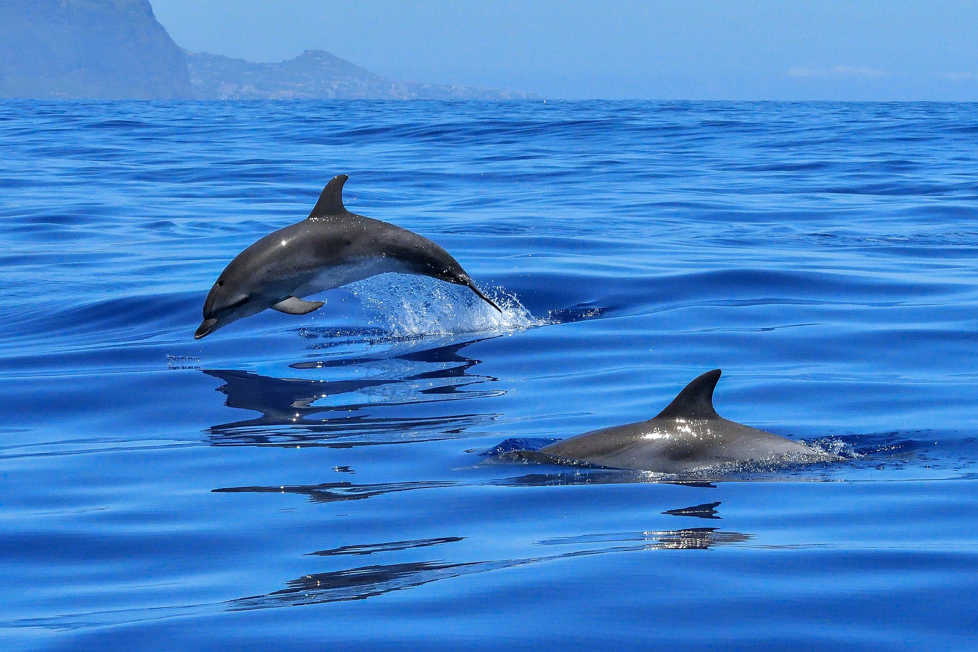 Dolphin swimming and jumping in blue sea