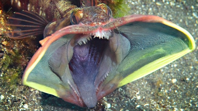 Monster fish - Sarcastic fringehead (Neoclinus blanchardi)