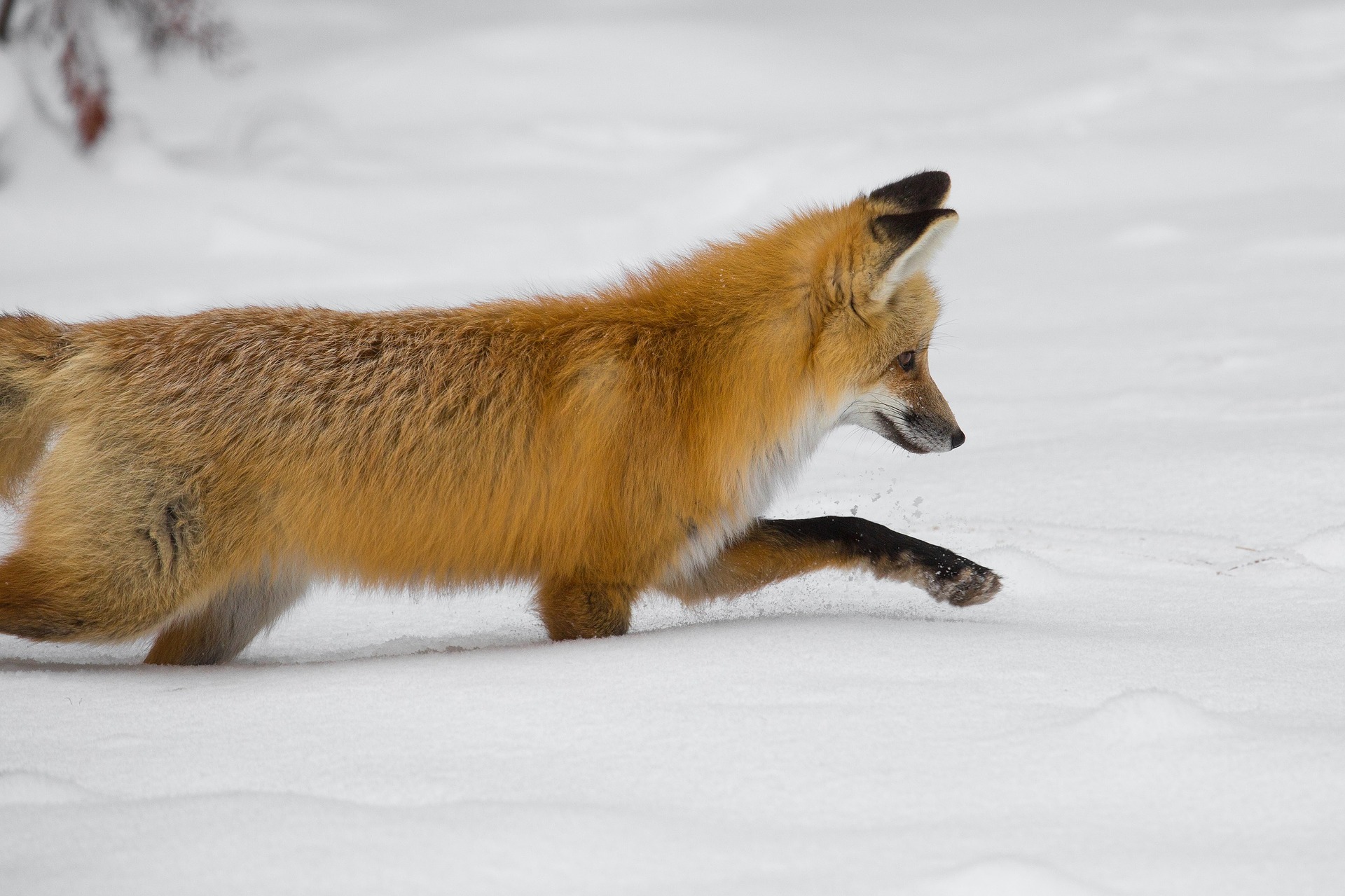 Red fox hunting mice in a snow-landscape