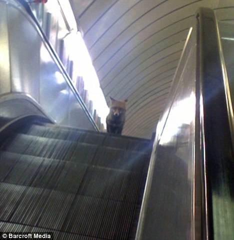 fox-tube-escalator-1