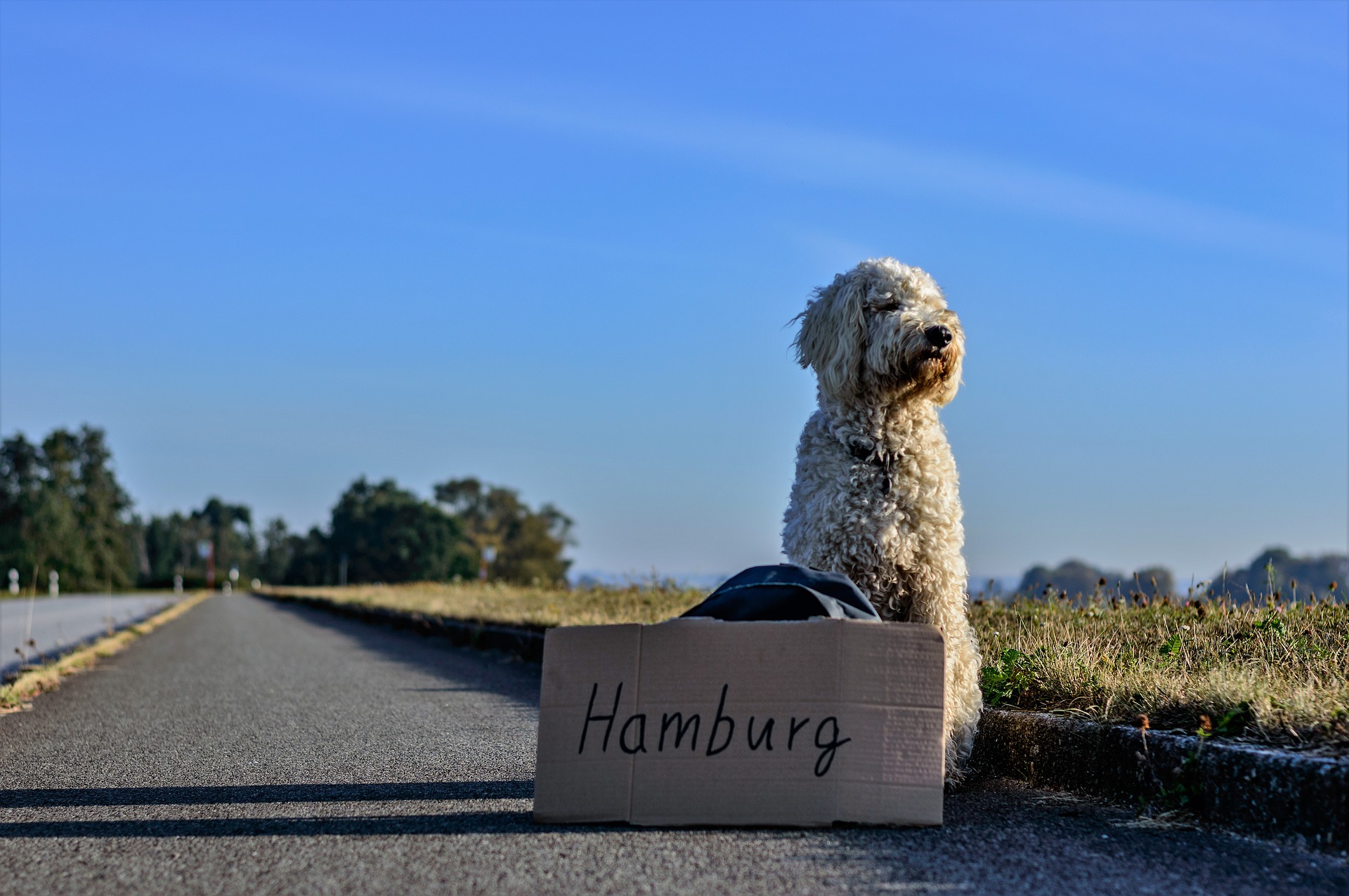 Dog: Hitchhiking hiking on road, wandering, Hamburg