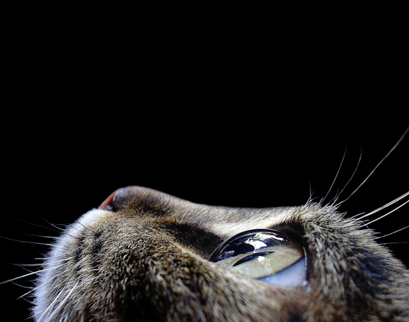 The eye of a cat.
