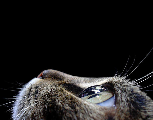 The eye of a cat. The eye of a cat.