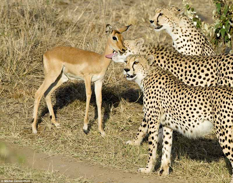 Cheetah licking baby antelope (by: Michel Denis-Huot)