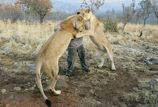 Lions 'dancing' with Kevin Richardson.