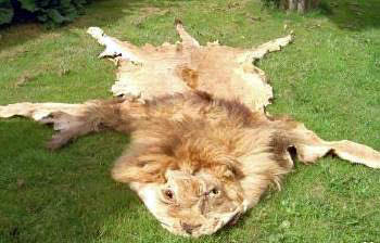 Lion fur