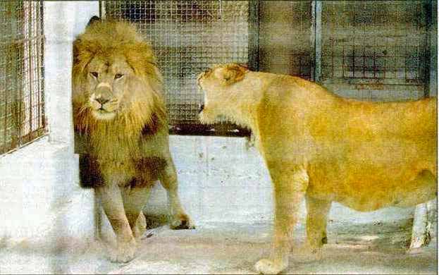 Roaring lioness and lion.