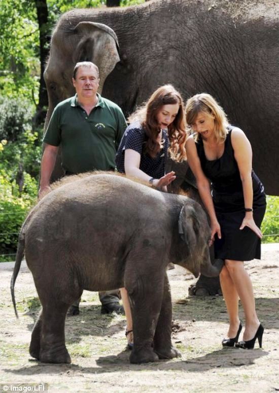 Baby elephant learns how to use its trunk...