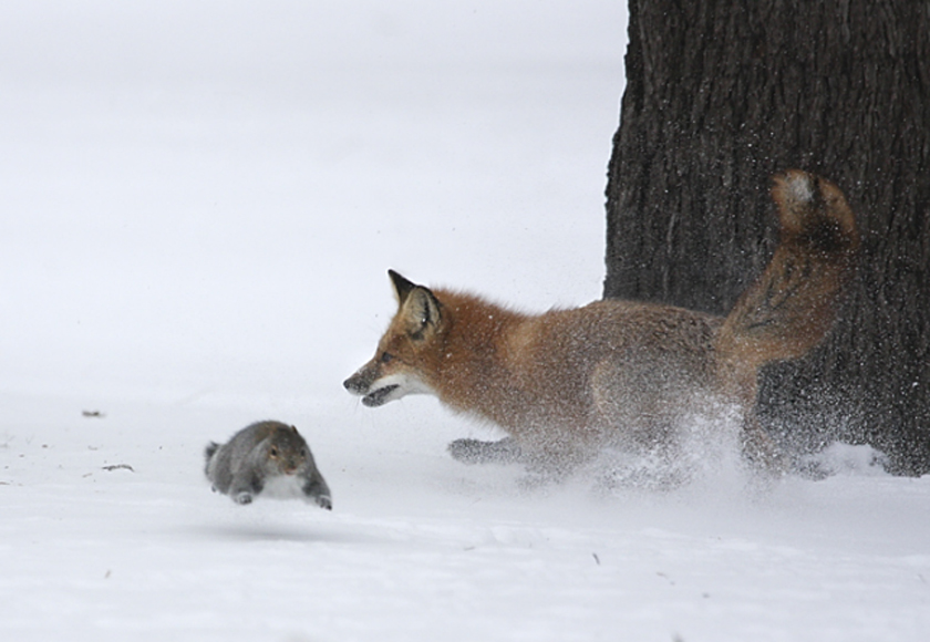 Fox hunts a squirrel (by Richard Tomalty)