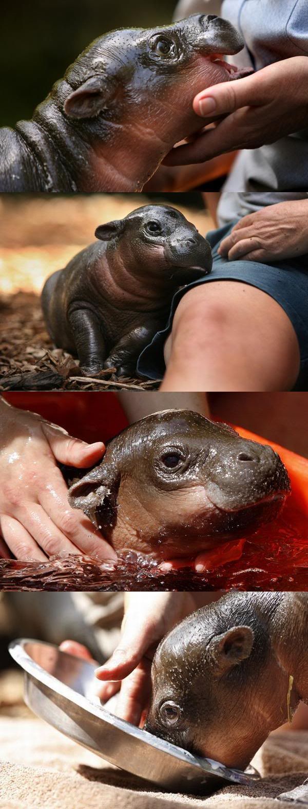 Baby hippo by Kate Geraghty. Baby hippo by Kate Geraghty.