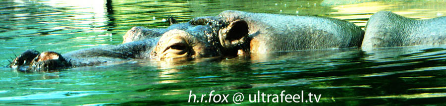 Hippopotamus - Flusspferd. (c) Ultrafeel.tv Hippopotamus - Flusspferd. (c) Ultrafeel.tv