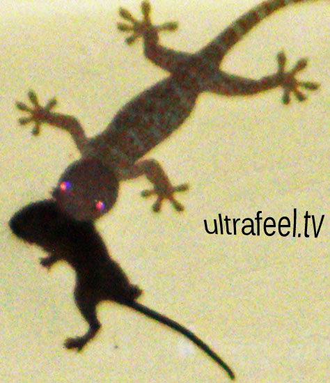 Lizard catches mouse! Lizard catches mouse!