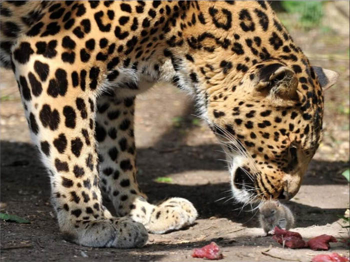 Leopard noses at a mouse which steals its food... Leopard noses at a mouse which steals its food...