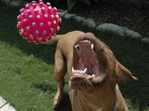 Dangerous dog catches ball.