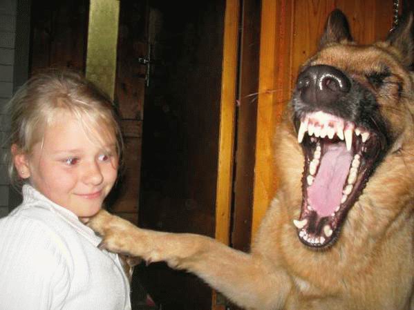 Dangerous sheperd dog and child.