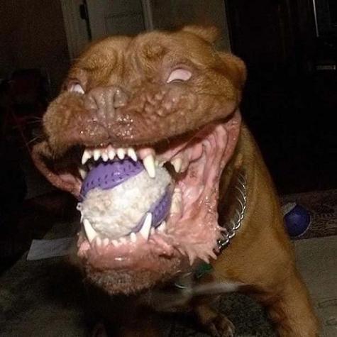 Dog showing its impressive teeth...