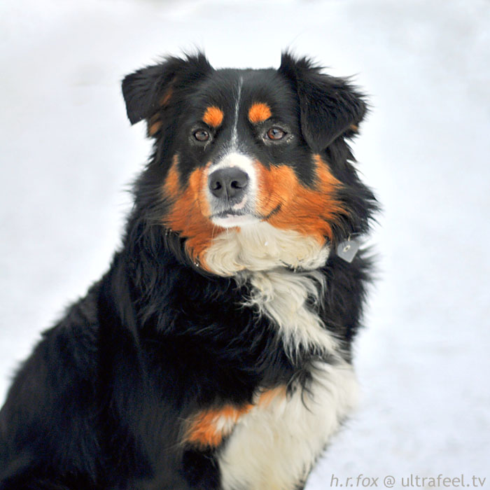 Bernese mountain dog (c) h.r.fox @ Ultrafeel