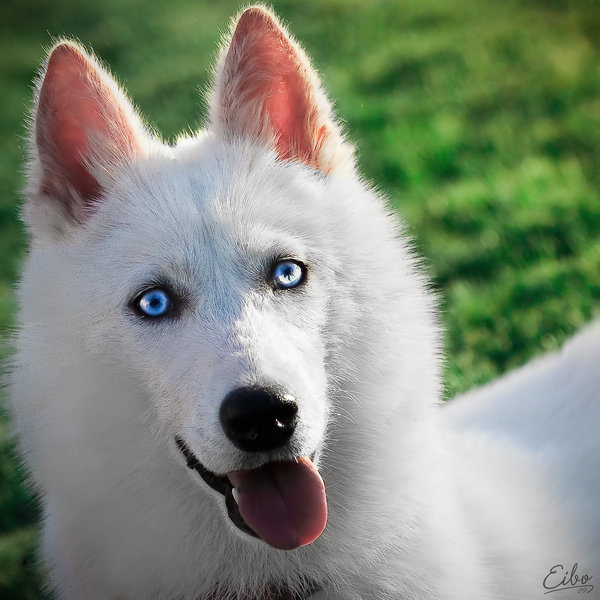 'Husky' by Eibo Jeddah 'Husky' by Eibo Jeddah