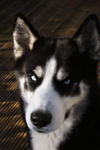 Husky with stern glance. (Sxc.hu) Husky with stern glance. (Sxc.hu)