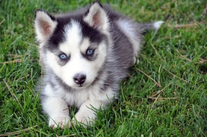 Husky Puppy (Sxc.hu)