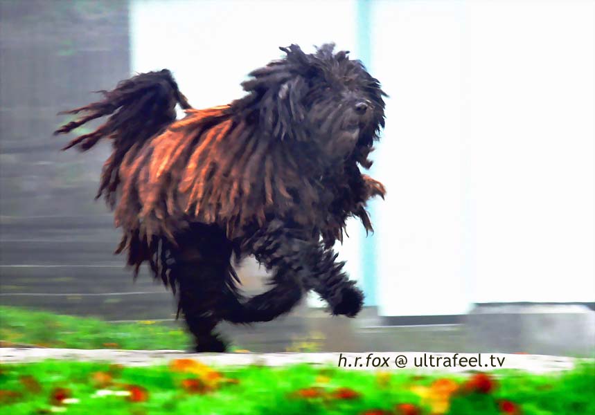 Running Dog (Photo: h.r.fox @ Ultrafeel)
