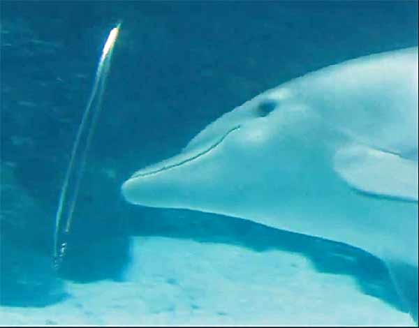Dolphin playing with bubble ring.