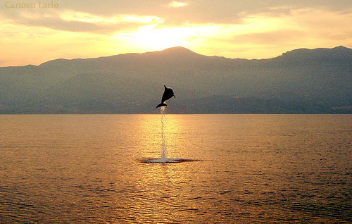 Dolphin jumping. (c) Carmen Lario