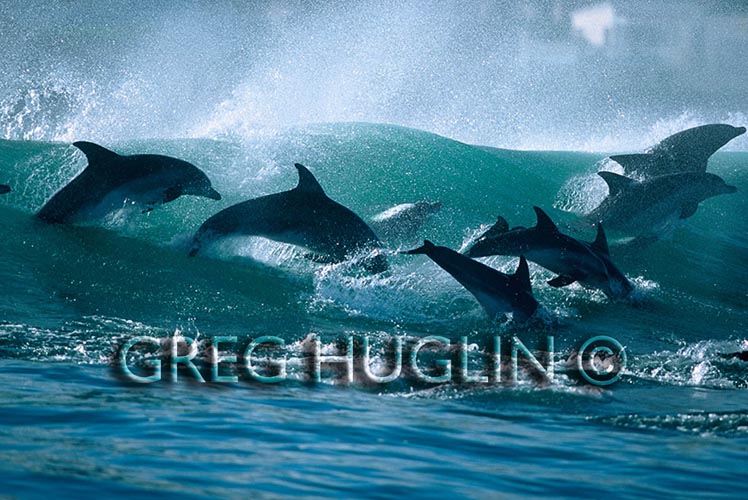 Surfing dolphins by Greg Huglin Surfing dolphins by Greg Huglin