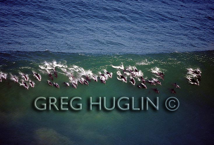 Greg Huglin's Surfing Dolphins. Greg Huglin's Surfing<br /><br /><br /><br /><br /><br /><br /><br /><br /><br /><br /><br /><br /><br /><br /><br /><br /><br /><br /><br /><br /><br /><br /><br /><br /><br /><br /><br /><br /><br /><br /><br /><br /><br /> Dolphins.