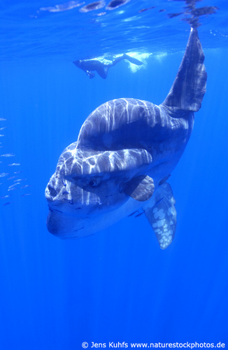 Ocean giant sunfish with diver. Mondfisch, Sonnenfisch mit Taucher (c) Jens Kuhfs