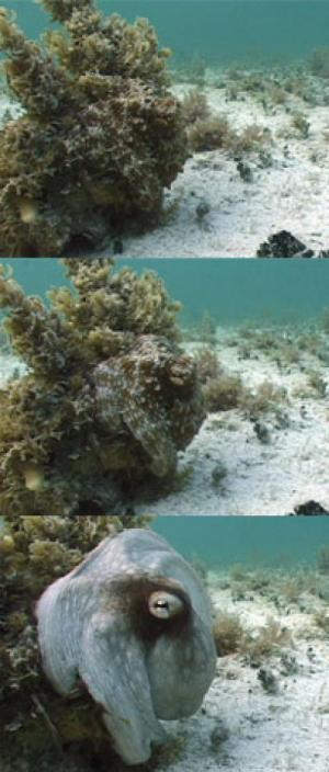 Octopus with unbelievable camouflage at the corals.