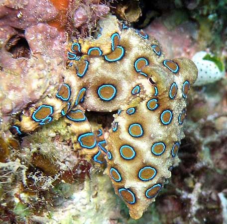 Octopus: Greater blue-ringed. (Hapalochlaena lunulata)