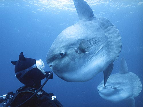 Sunfish staring in diver's eyes...
