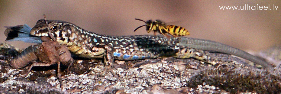 Lizard eating an insect an being observed by a wasp! (cr)reated by h.r.fox in Corsica, summer 2007