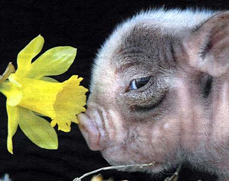 Minischwein (Minipig) schnuppert an osterglocke.